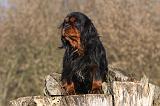 CAVALIER KING CHARLES 372